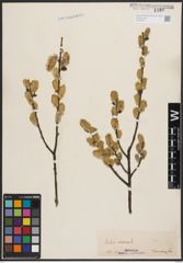 Foto von Salix cinerea L.